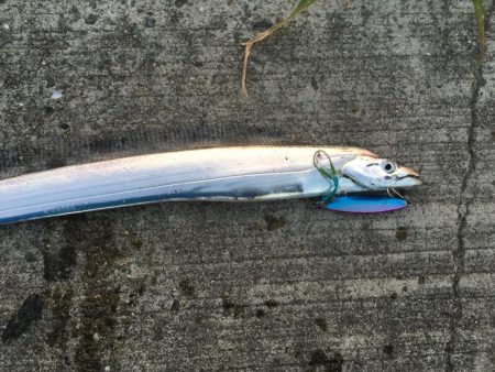 タチウオは朝がいい